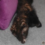 Mustela putorius