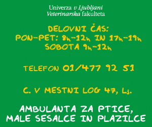 ambulanta